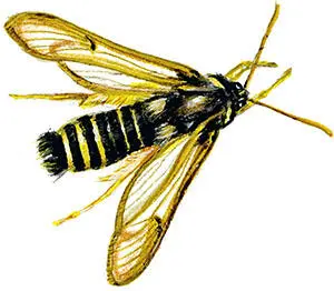 Eusphecia melanocephala Стеклянница березовая В древесине березы живут личинки - фото 91