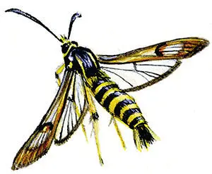 Как и у стеклянницы темнокрылой у вида Pyropteron chrysidiformis в качестве - фото 94