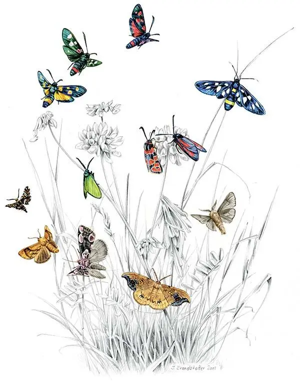 Zygaenidae Красный запрещающий цвет не только на светофоре Красная окраска - фото 96