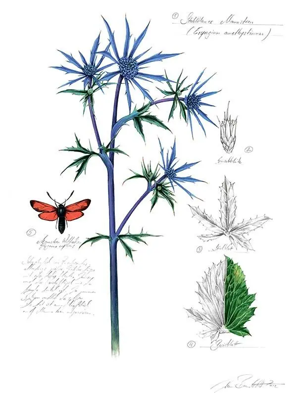 1 Синеголовник аметистовый Eryngium amethystinum 2 Одиночный цветок - фото 103