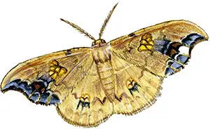 Слизневидки Limacodidae тропическое семейство в Европе представленное - фото 106