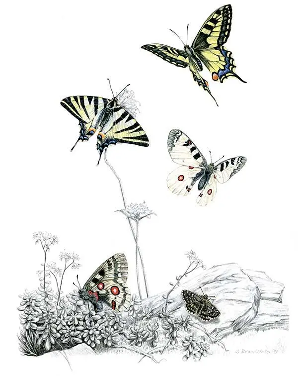 Papilionidae В семейство парусники кавалеры входят крупнейшие чешуекрылые в - фото 108