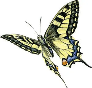Махаона Papilio machaon и подалирия Iphiclides podalirius часто путают - фото 109