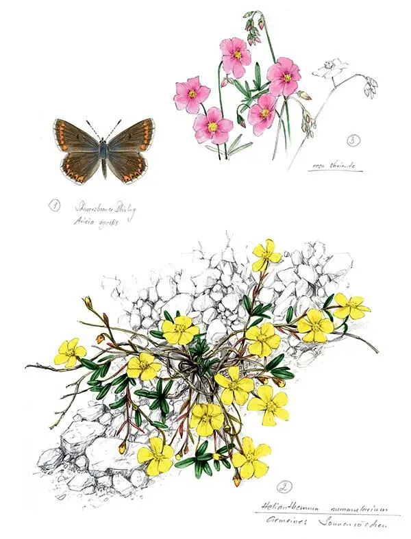 1 Чернокоричневая голубянка голубянка бурая Aricia agestis 2 - фото 131