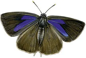 Сидящую в зелени малинницу Callophrys rubi найти практически невозможно - фото 136