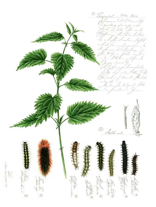 1 Крапива двудомная Urtica dioica 2 Огневка крапивная большая - фото 148