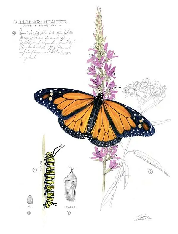 1 Данаида монарх Danaus Plexippus 2 Вероятно самая знаменитая среди - фото 149