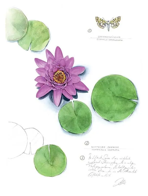 1 Огневка водная кувшинковая Elophila nymphaeata 2 Кувшинка душистая - фото 163