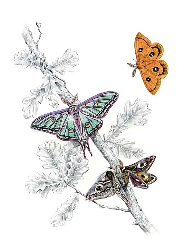 Saturniidae В апреле в горах Центральной Испании вечерами холодно Холодно и - фото 167