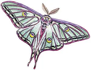 Речь идет о чудесной павлиноглазке Изабелла Actias isabellae очень крупном - фото 168