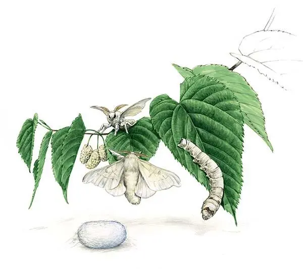Bombycidae Когда именно люди стали держать и разводить представителей - фото 173