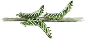 Насекомые зимуют на стадии куколки вероятно часто с уже полностью развившимся - фото 180