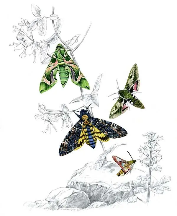 Sphingidae Бражники страстные путешественники Насекомые из южных районов - фото 189