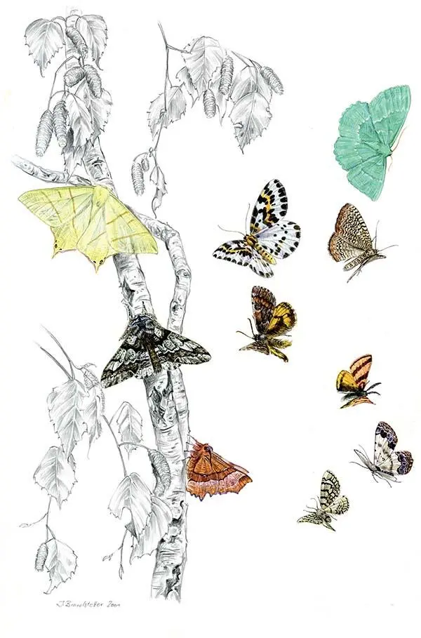 Geometridae Будучи излюбленным лакомством певчих птиц многие гусеницы в ходе - фото 194