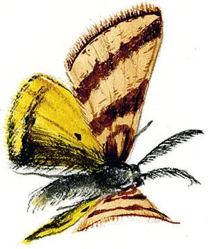 Высоко в горах летает Lythria plumularia Маленькую симпатичную дневную - фото 204