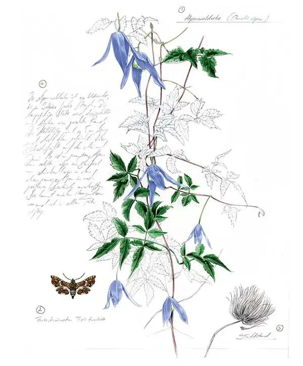 1 Ломонос альпийский Clematis alpina 2 Мотылек окончатый обыкновенный - фото 208