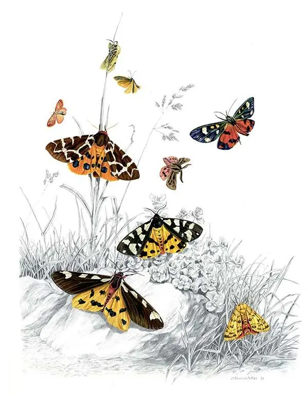 Erebidae Arctiinae Немецкие названия лишайницы розовой RosenFlechtenbärchen - фото 210