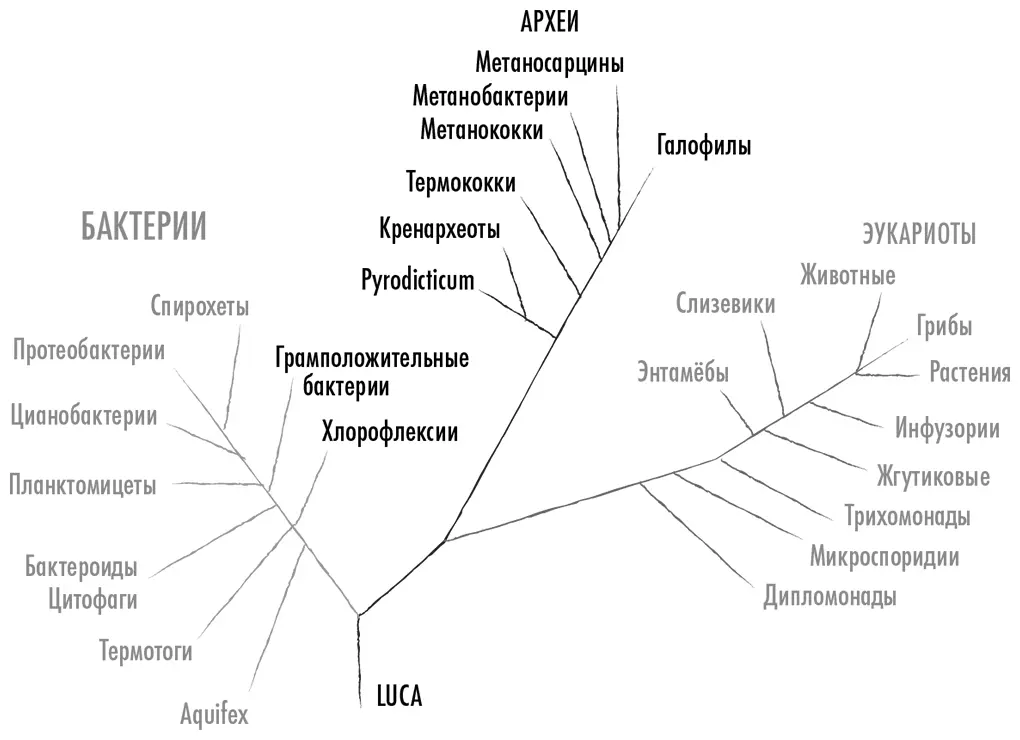 Рис 11Филогенетическое древо жизни С позиции воспроизведения при идеальных - фото 1