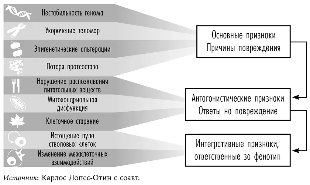 Рис 22Функциональные взаимосвязи между ключевыми признаками старения Статья - фото 3