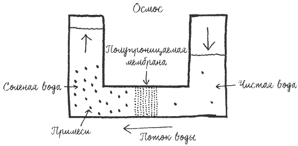 Процесс осмоса За несколько часов на поверхности яйца появятся морщинки потому - фото 76