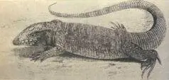 Рис Жакуару Teius teguexim Другие отвратительного вида ящерицы взрослые - фото 12