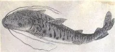 Рис Сурубим Pimelodus tigrinus По дороге от Жакаре к устью Тефе у нас - фото 16