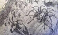Рис Паукптицелов Mygale avicularia нападающий на вьюрков Из обезьян я - фото 4