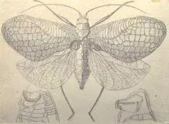 Рис Музыкальный сверчок Clorocoelus tanana a b выступы надкрылий - фото 9