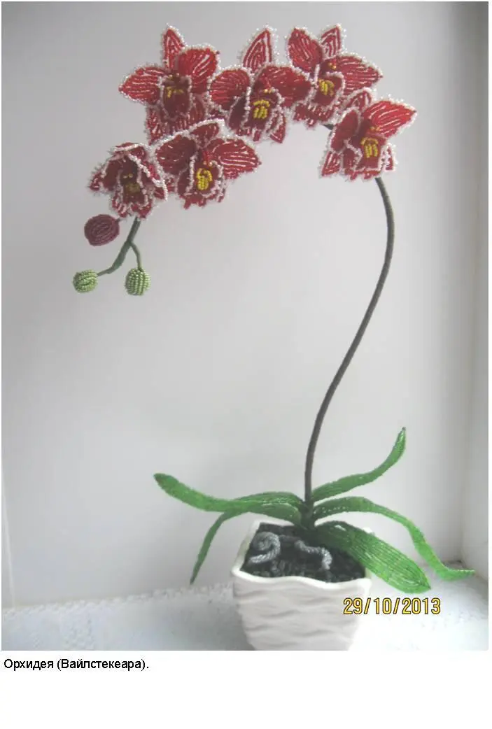 Орхидея является символом королевской власти и благородства Цвета орхидей - фото 40