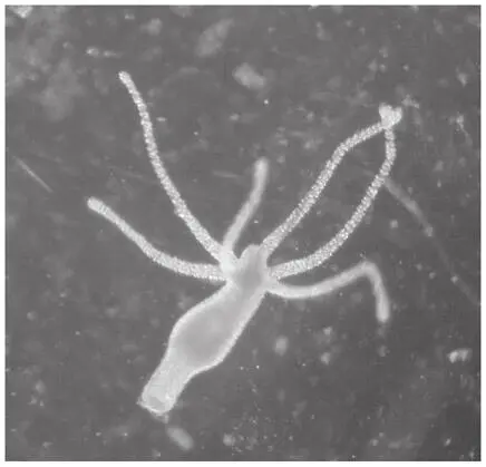 Стебельчатая гидра Hydra oligactus в пресной воде Лобстеры не бессмертны но - фото 24