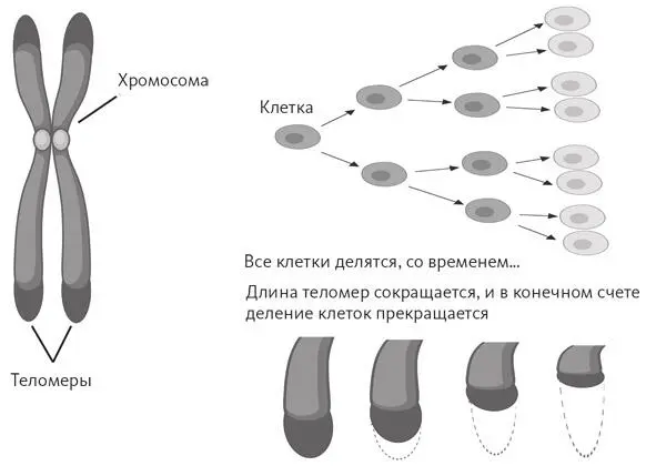 Длина теломер зависит от множества факторов Помните такую черту характера как - фото 27