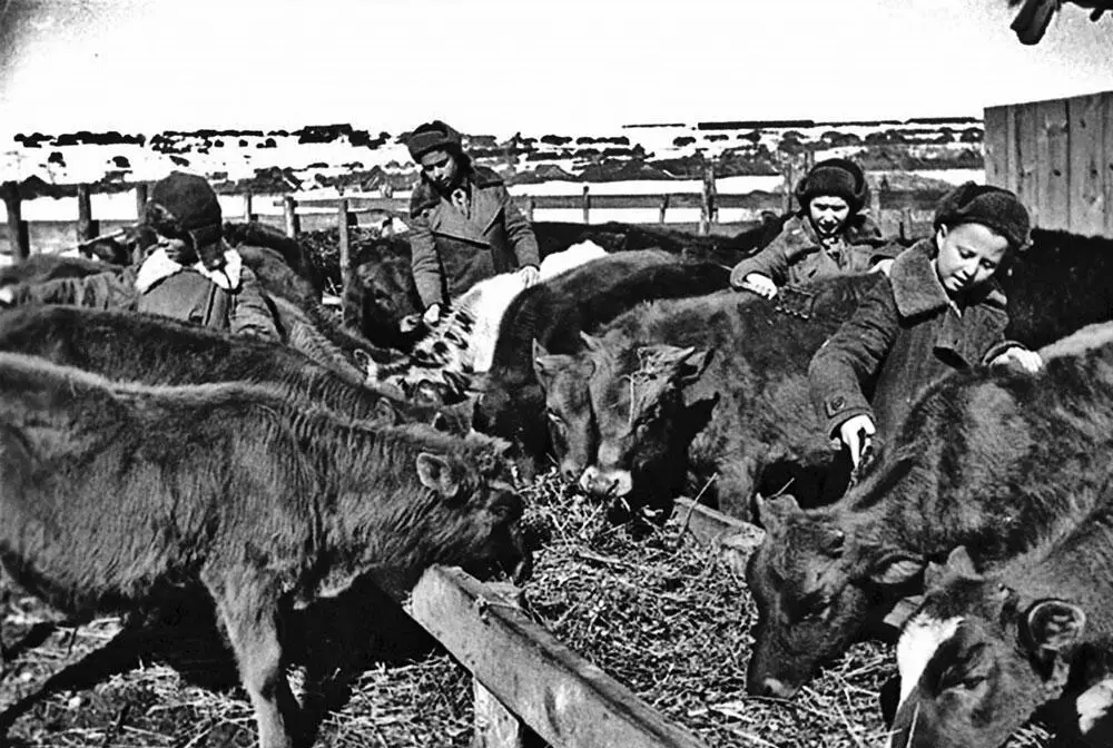 Советские школьники ухаживают за телятами на животноводческой ферме колхоза - фото 70