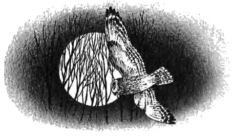 Иллюстрации Оуэн Белл обложка Джон Батлер ГЛАВА I В Серебряном Лесу все - фото 2
