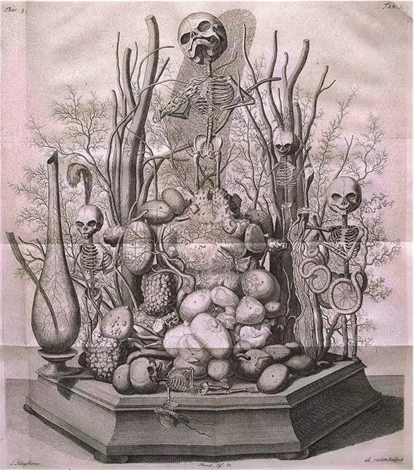 Фредерик Рюйш Frederick Ruysch 16381731 Из серии естественнонаучных - фото 27