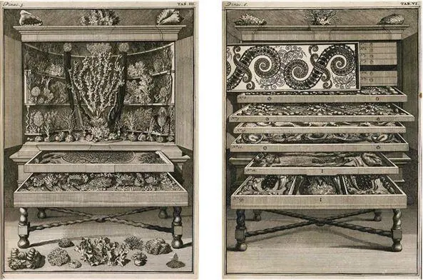 Иллюстрации к книге Левинуса Винсента Levinus Vincent 16581727 Чудеса - фото 122