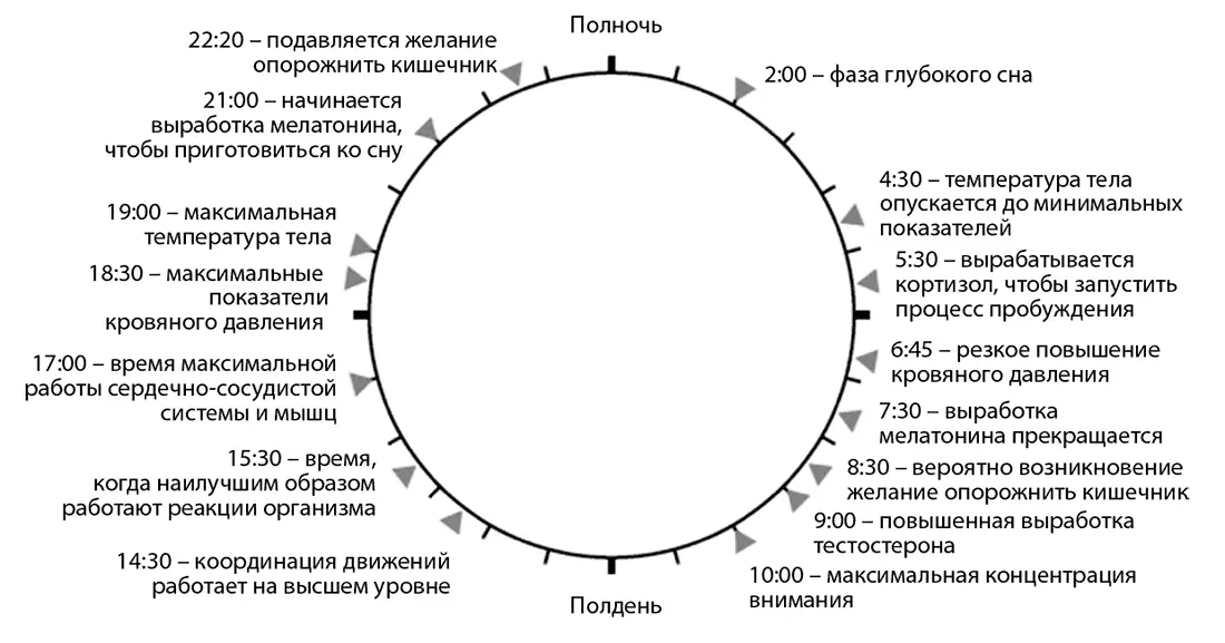 В традиционной китайской медицине у органов тоже есть свои пики активности в - фото 1