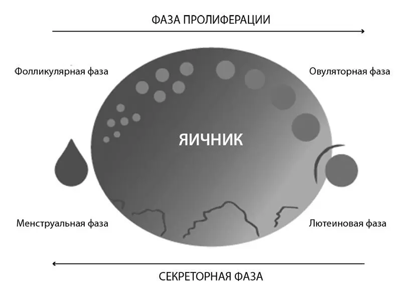 Фаза 2 Овуляция Длительность 34 дня Уровень эстрогенов за несколько дней - фото 5