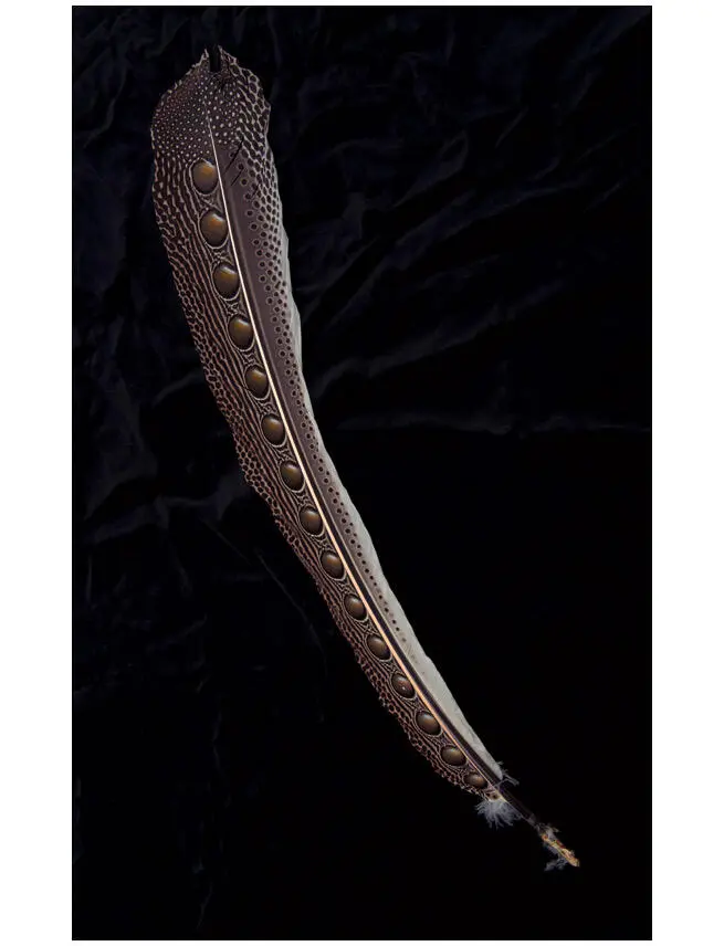 Четвертое второстепенное маховое перо самца аргуса Argussianus argus - фото 8