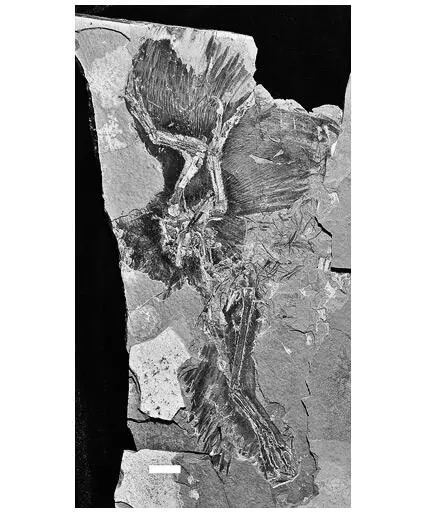 Экземпляр тероподного динозавра Anchiornis huxleyi из Пекинского музея - фото 34