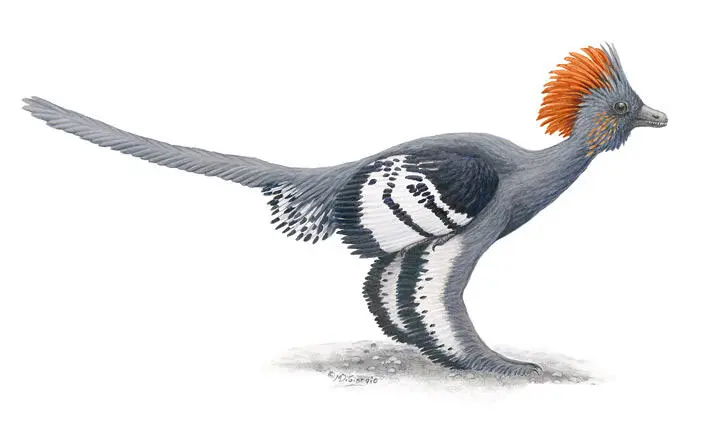Окраска перьев анхиорниса Anchiornis huxleyi динозавра из клады - фото 35