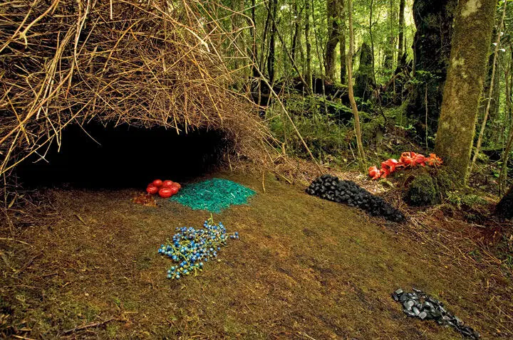 Этот самец вогелькопского беседкового шалашника Amblyornis inornata в горах - фото 49