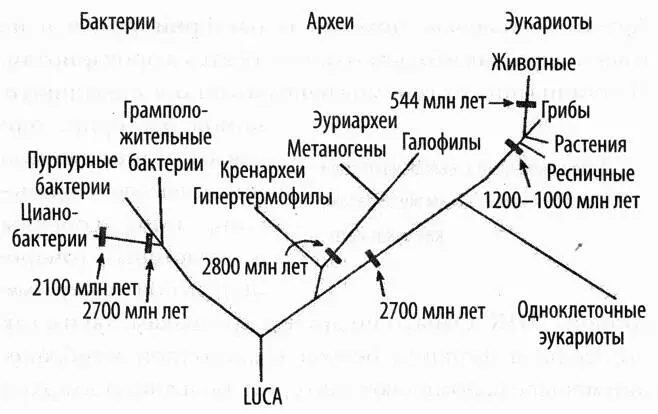 Рис 10 Укорененное универсальное древо жизни отражающее связь между тремя - фото 10