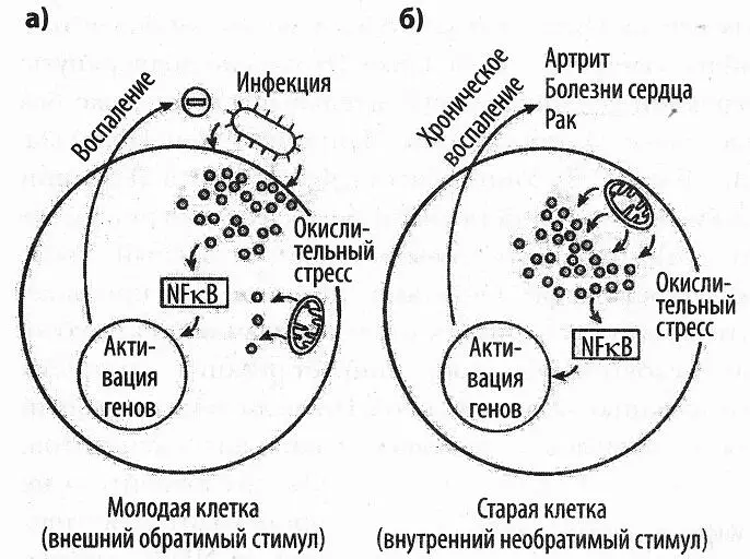 Рис 12 Роль двойного агента в теории старения В молодости а инфекция - фото 12