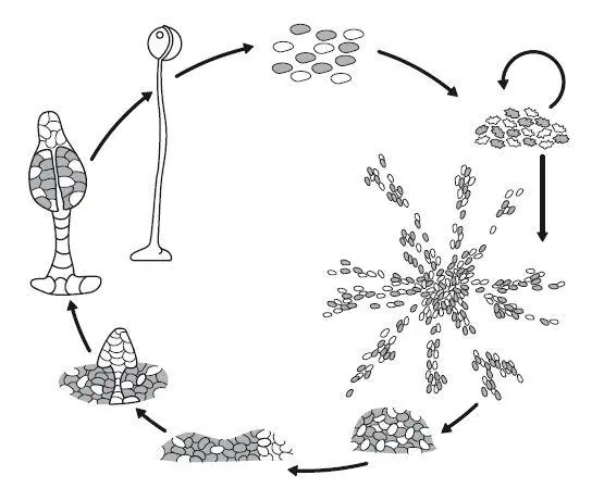 Рис 4 В толстой кишке каждого из нас живут кишечные палочки Escherichia coli - фото 4