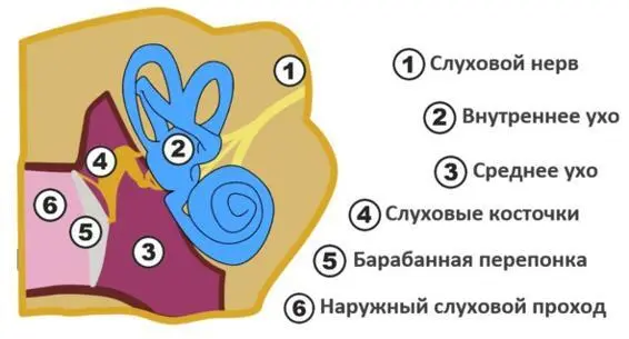 Что такое наружный слуховой проход я думаю и так все знают А точнее то что - фото 1