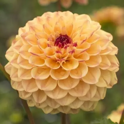 Георгина Yellow Jill становится более привлекательной и яркой на солнце - фото 151