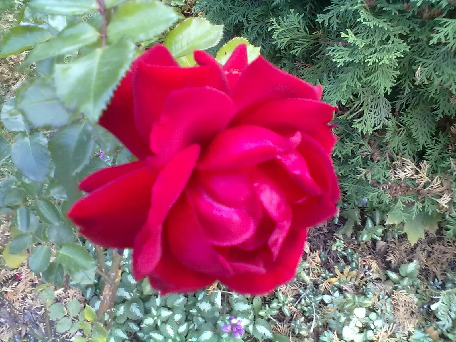 Надо же розы осенние цветы как какиенибудь астры хризантемы или георгины - фото 2