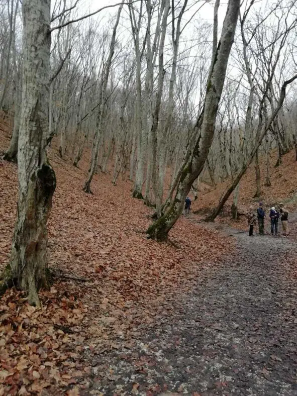 Цветок папоротника Бабушка рассказывала нам не только сказки но и реальные - фото 1