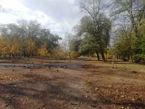 В парке В парке находилось много голубей и ворон их там часто кормили хлебом - фото 1
