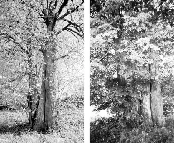 Чудесная липа в разные сезоны Стволы этого одинокого дерева причудливо - фото 14
